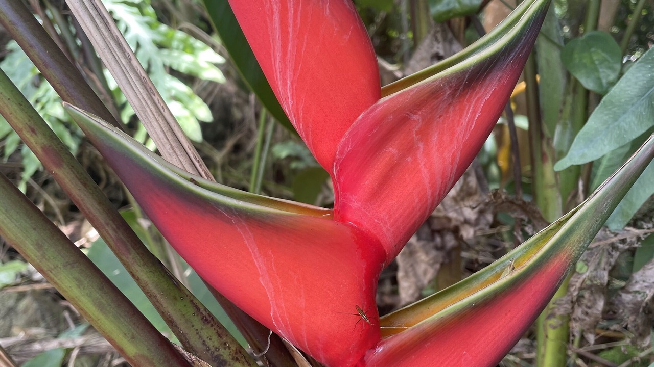 Photo of Outdoor in Honalo