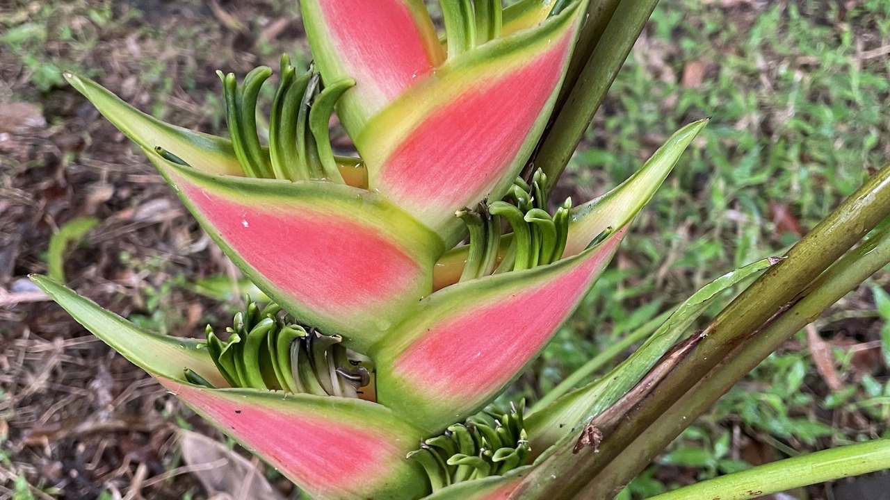 Photo of Outdoor in Honalo