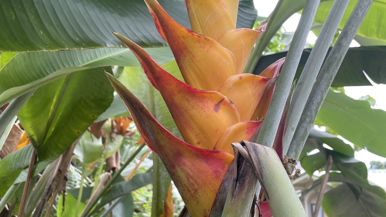 Photo of Outdoor in Honalo