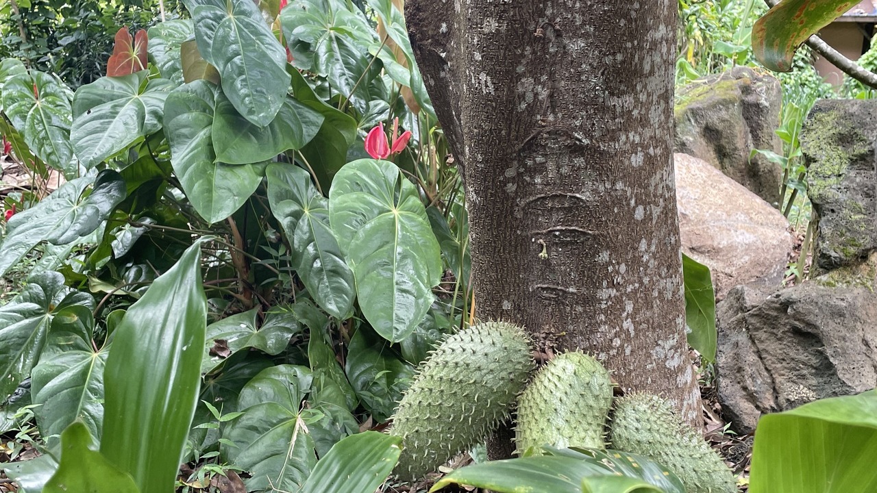 Photo of Outdoor in Honalo