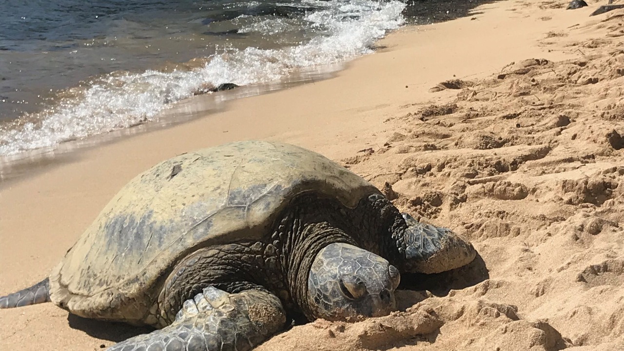 Photo of Others in Laie