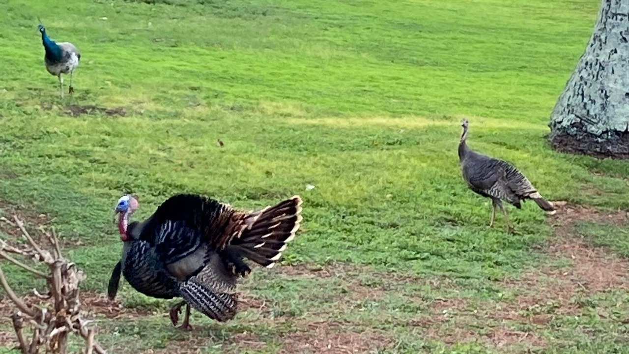 Photo of Outdoor in Maunaloa
