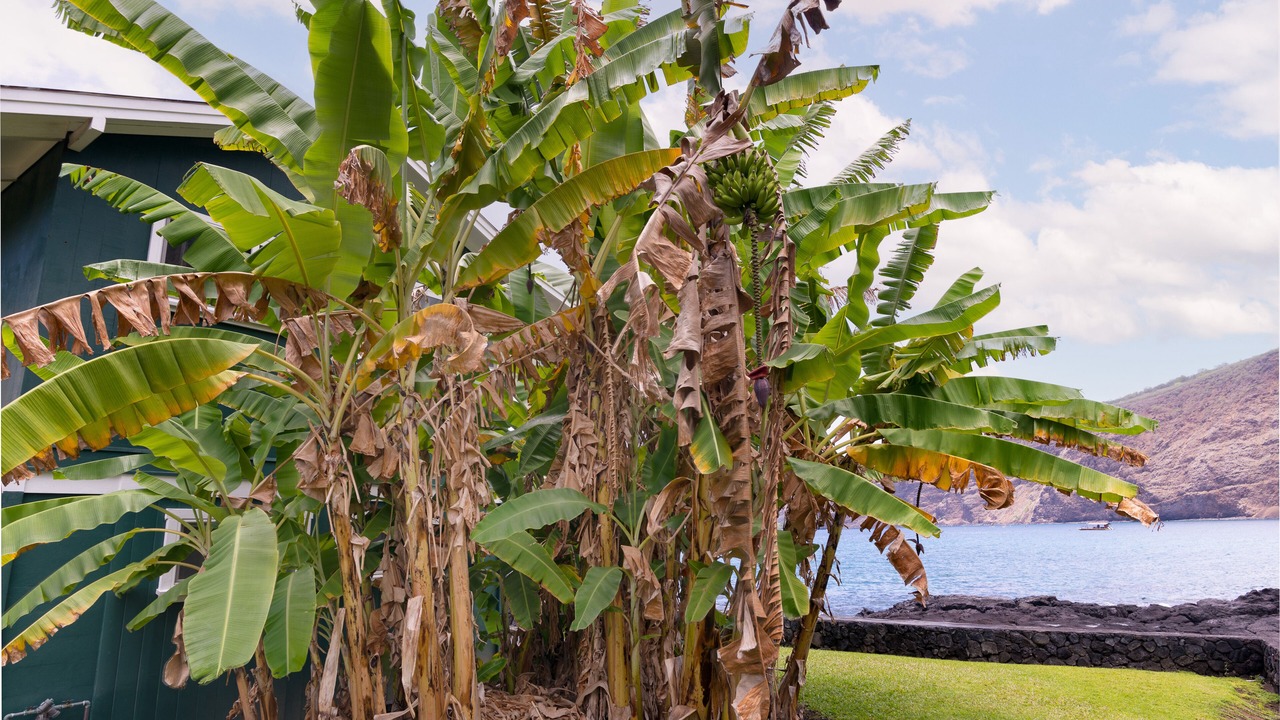 Photo of Others in Honaunau-Napoopoo