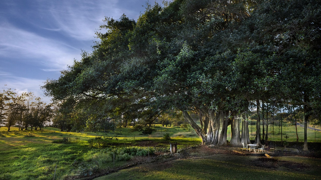 Photo of Outdoor in Hana