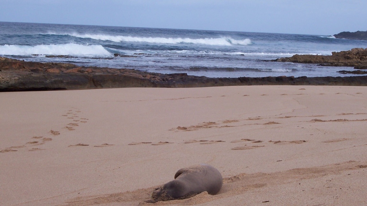 Photo of Others in Maunaloa