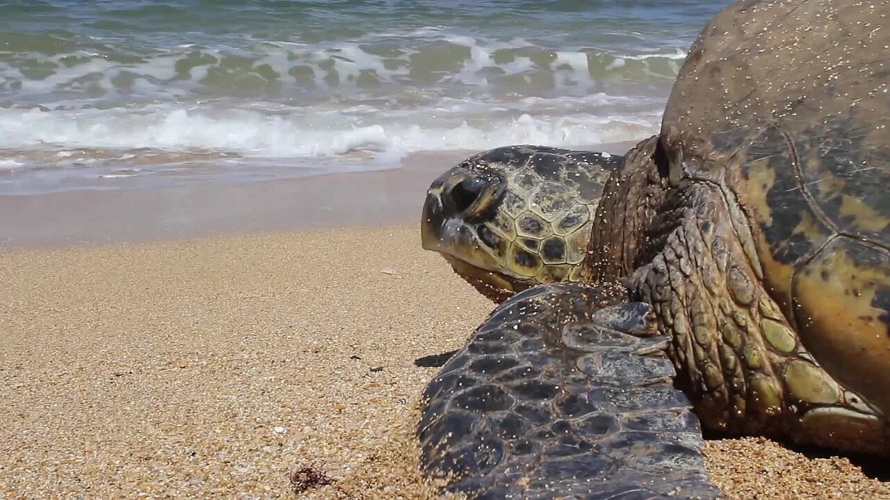 Photo of Others in Ko Olina