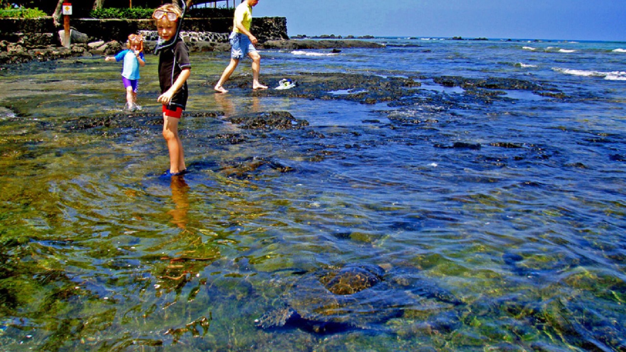 Photo of Others in Kahaluu Bay