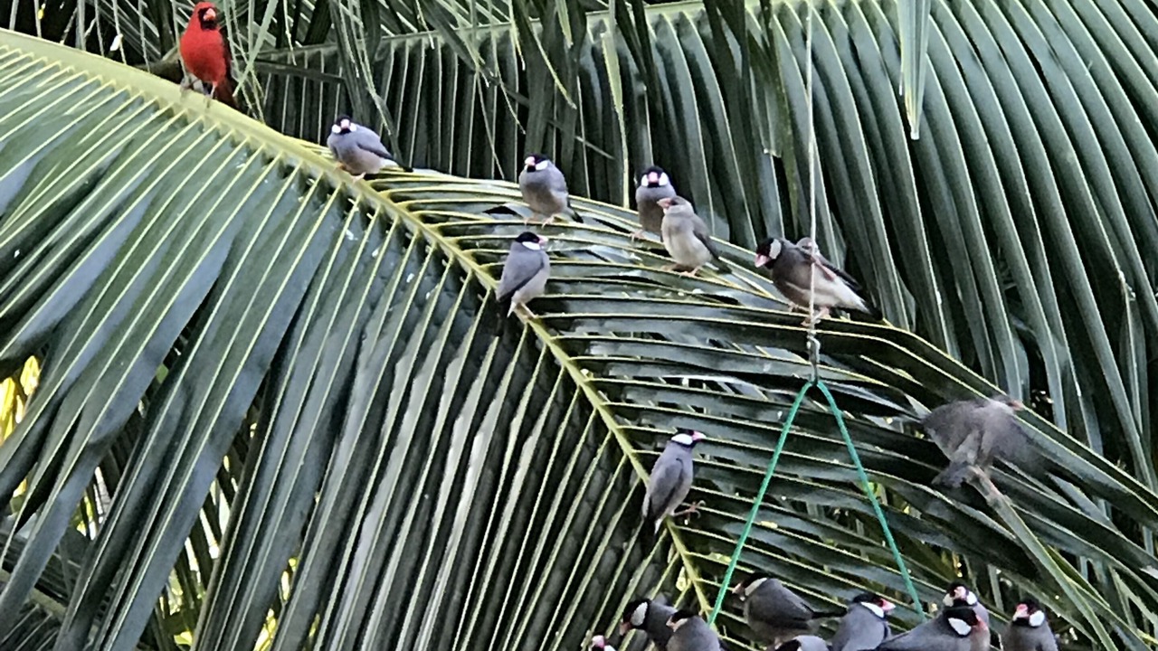 Photo of Others in Honaunau-Napoopoo