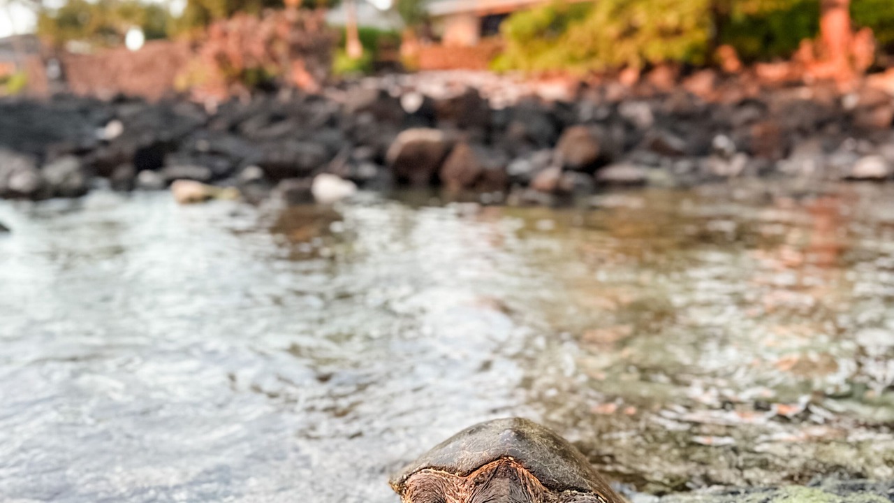 Photo of Others in Kailua-Kona