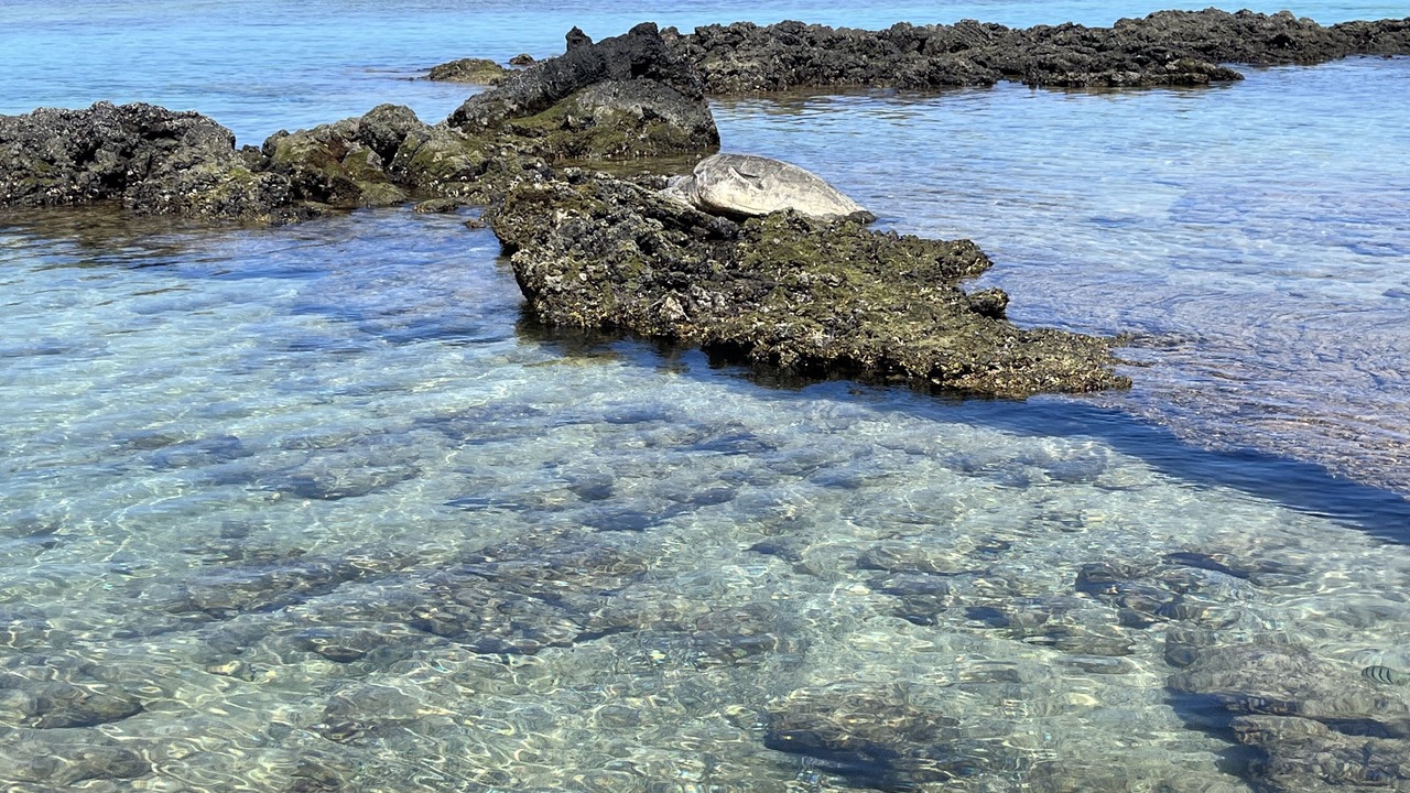 Photo of Others in Hilo