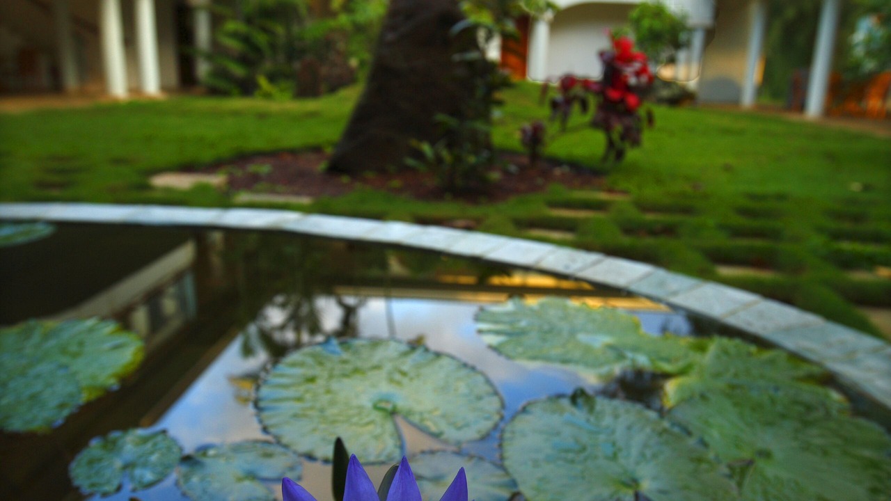 Photo of Outdoor in Kapaau