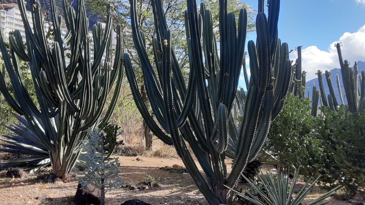 Photo of Outdoor in Makaha