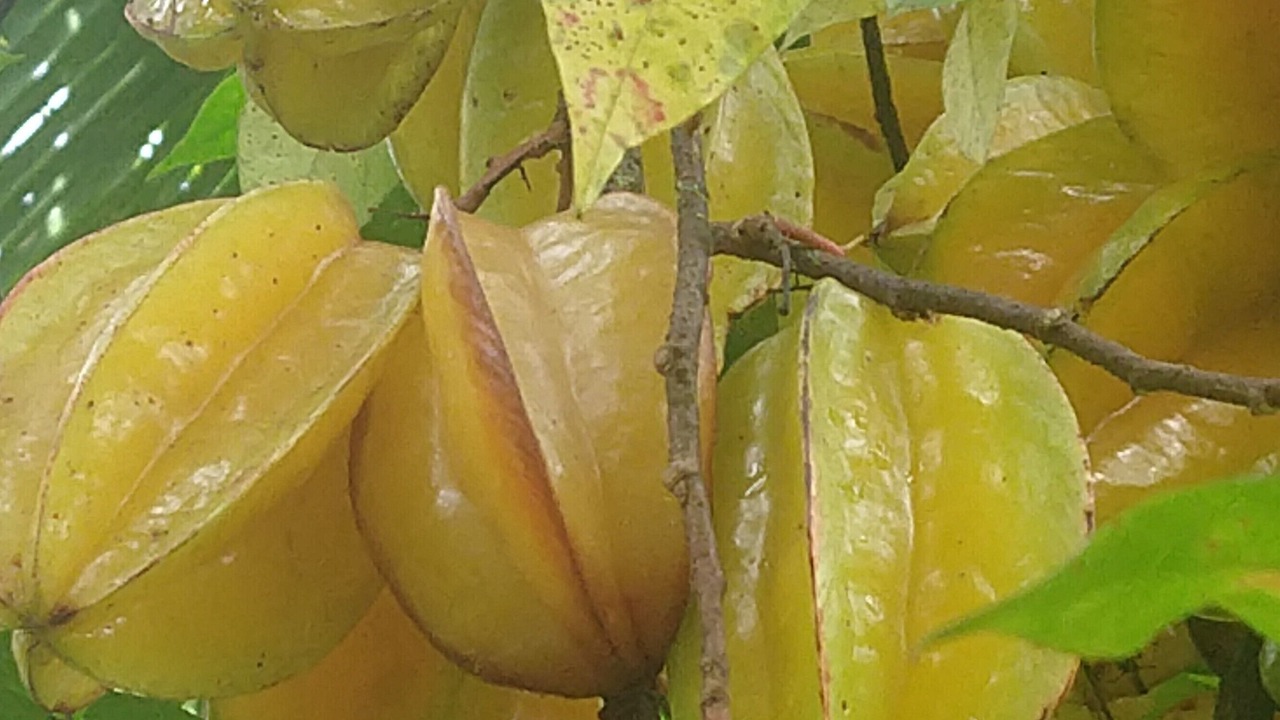 Photo of Others in Leilani Estates