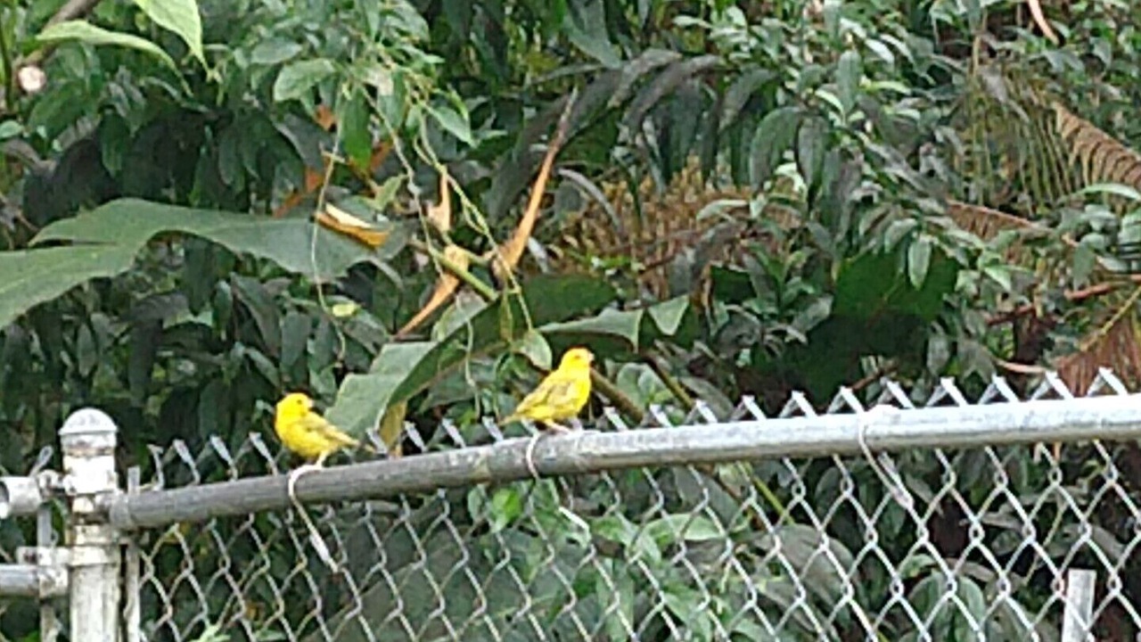 Photo of Others in Leilani Estates