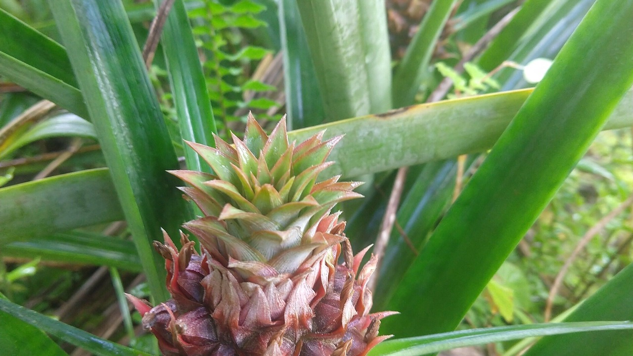 Photo of Outdoor in Leilani Estates