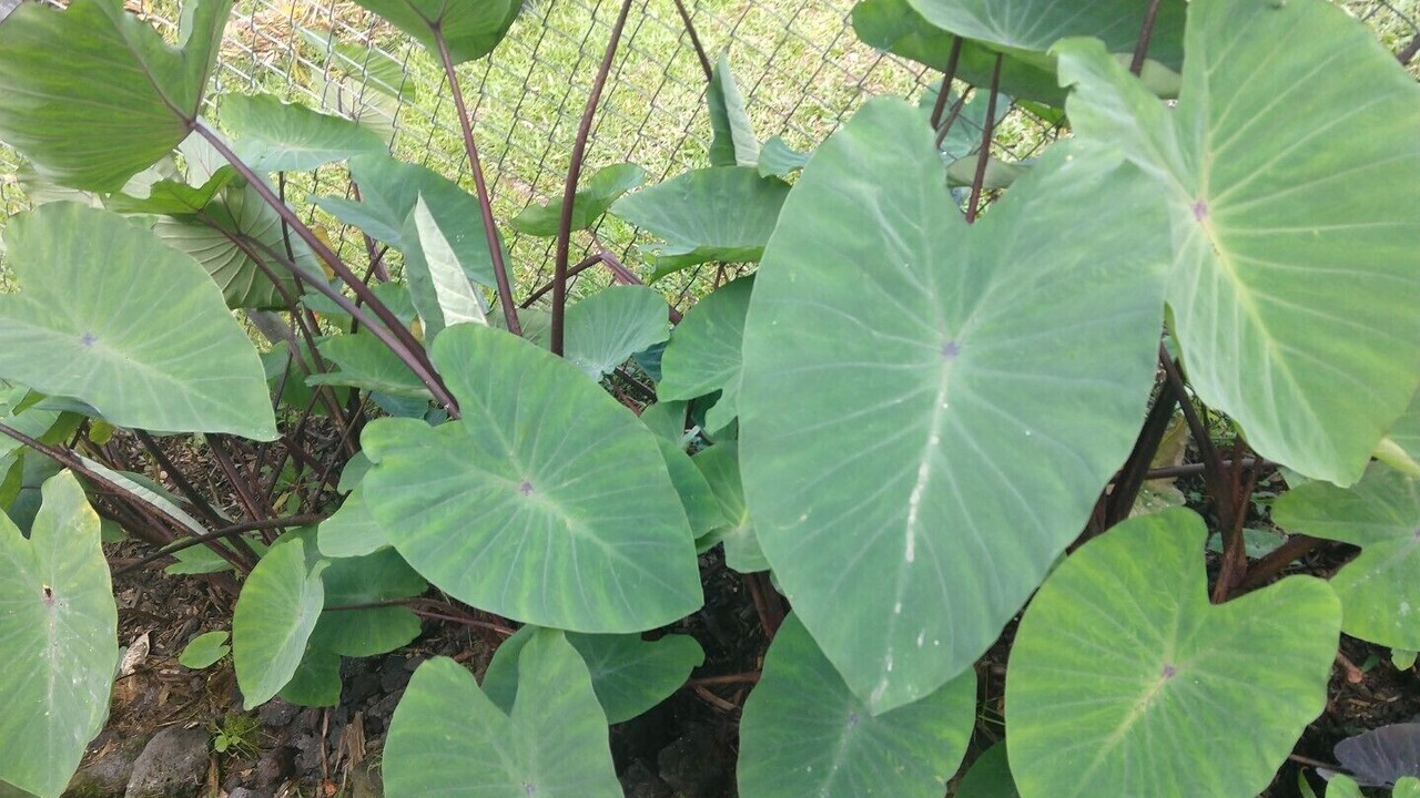 Photo of Others in Leilani Estates