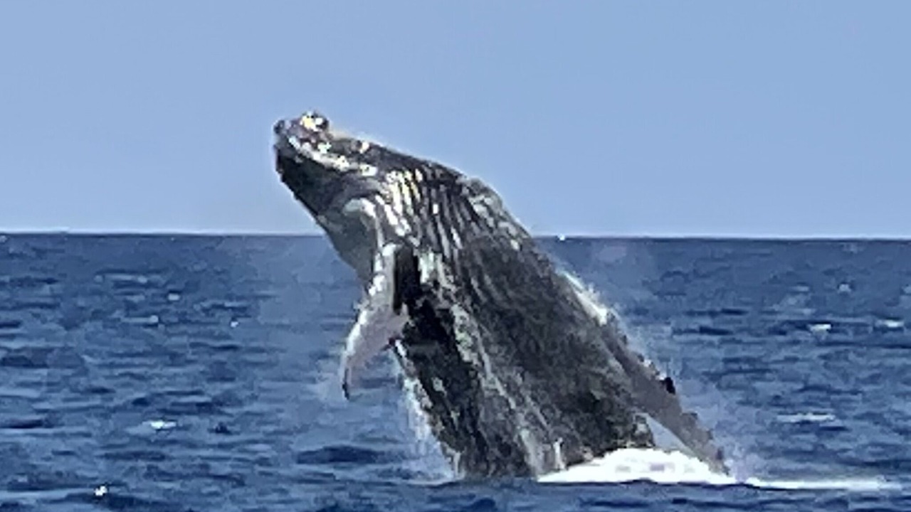 Photo of Others in Maalaea