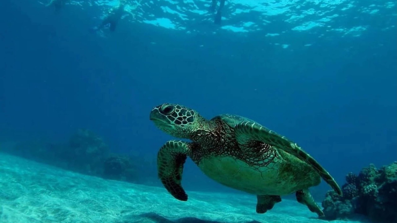 Photo of Others in Kihei