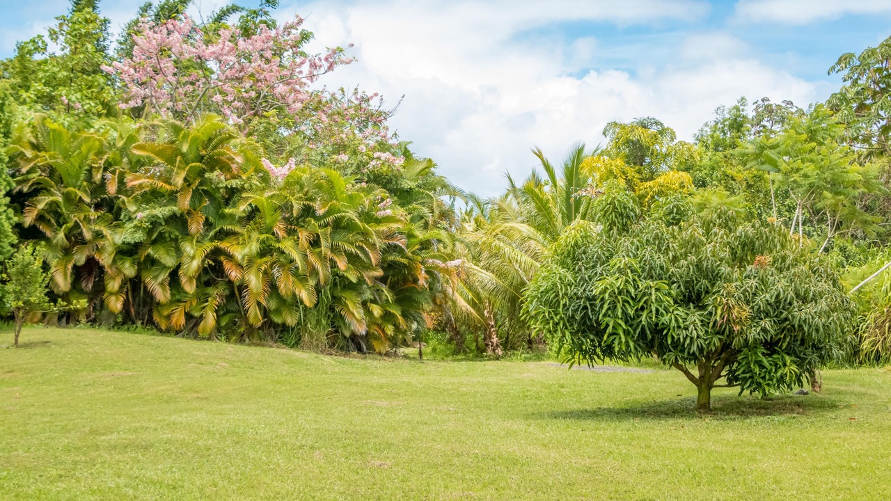 Photo of Outdoor in Kapoho