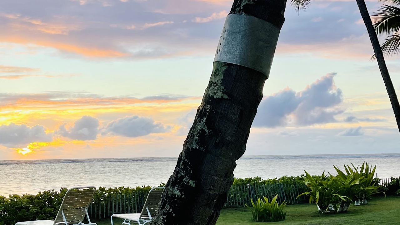Photo of Outdoor in Punaluu