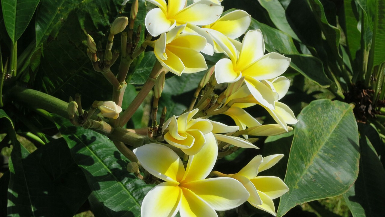 Photo of Outdoor in Hana