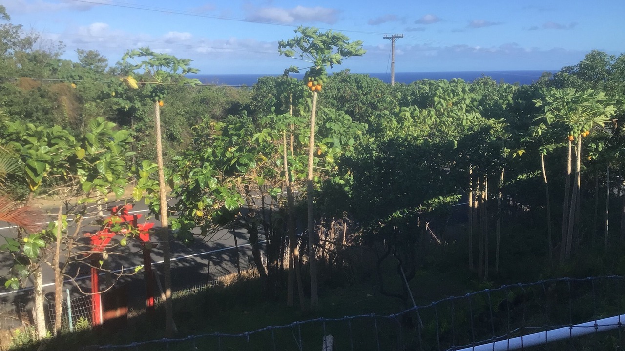 Photo of Outdoor in Pahoa
