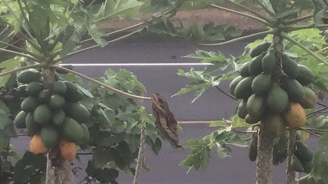 Photo of Outdoor in Pahoa