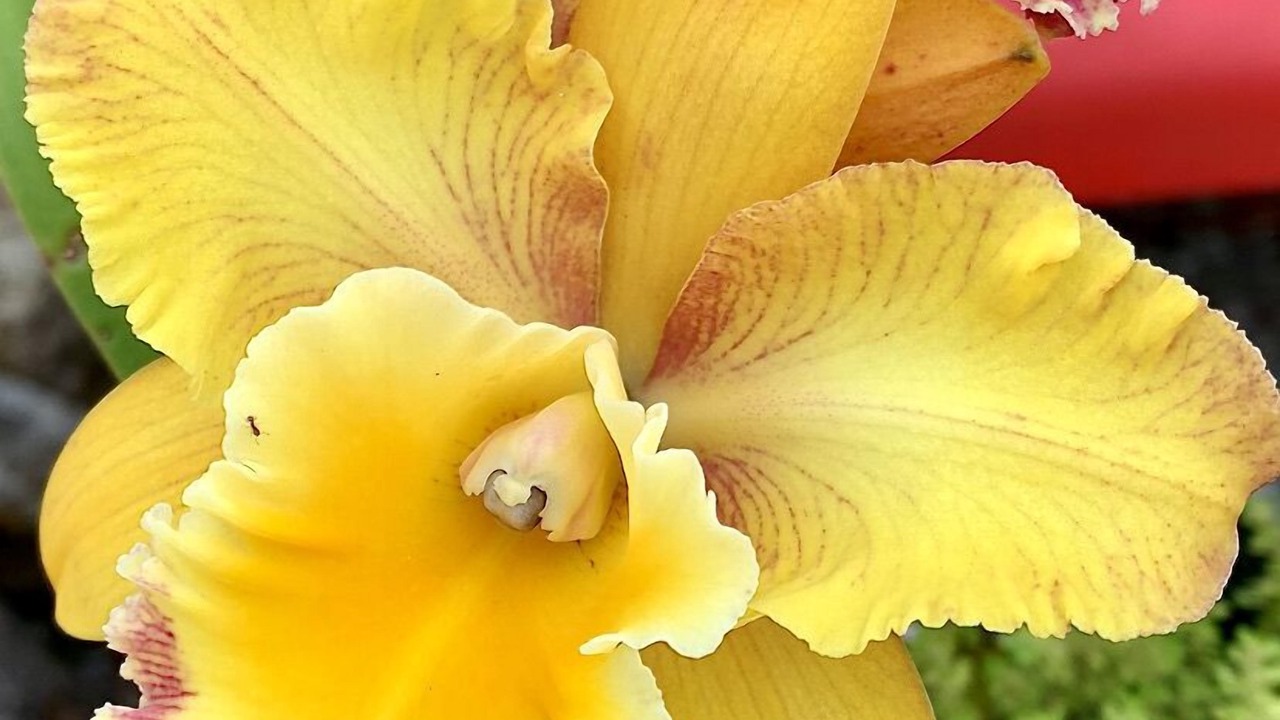 Photo of Outdoor in Hilo
