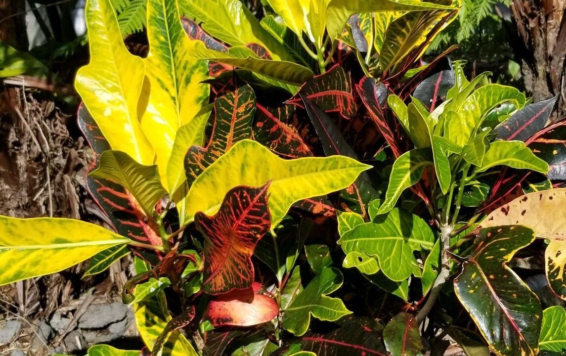 Photo of Outdoor in Hilo