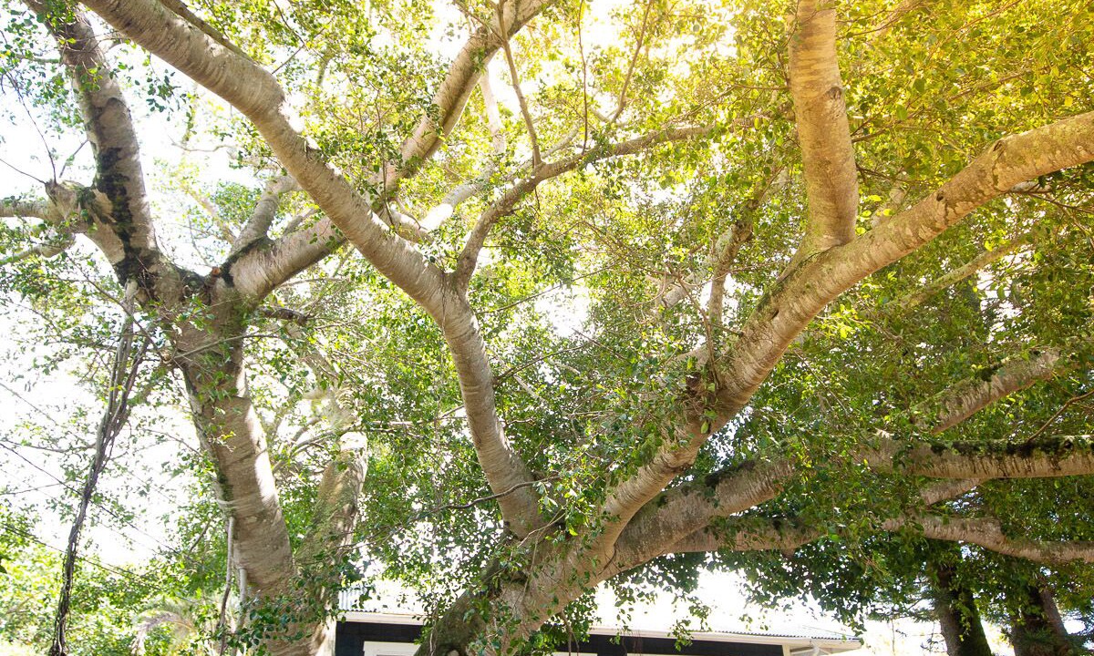 Photo of Outdoor in Hawi