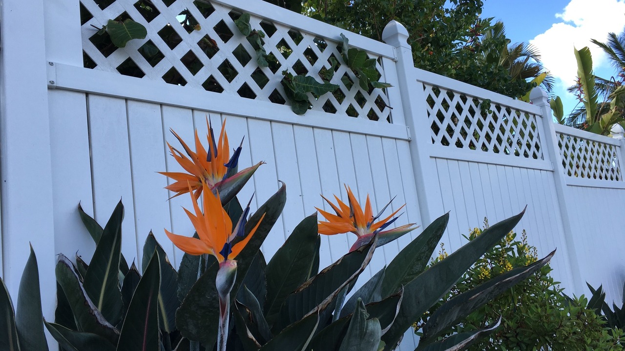Photo of Outdoor in Kona Palisades