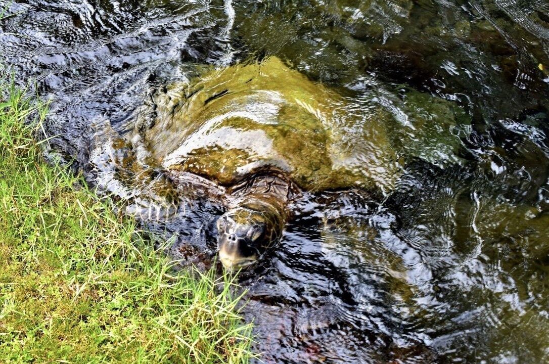 Photo of Others in Hilo