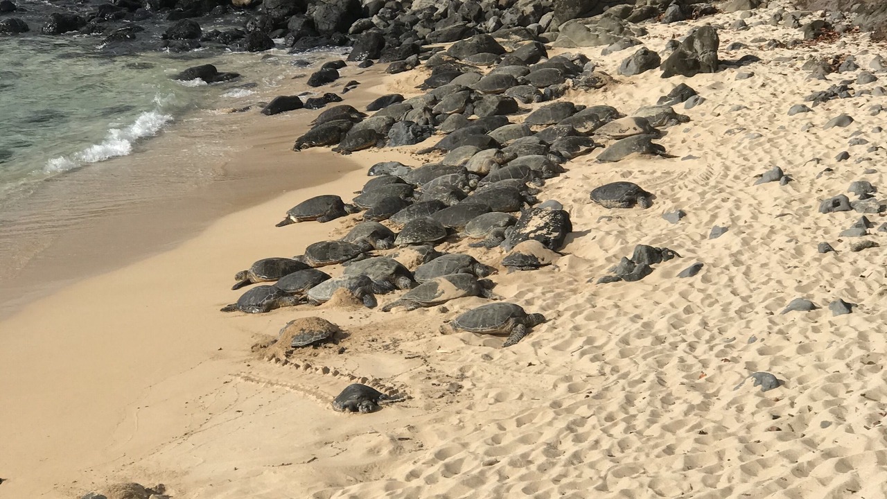 Photo of Others in Honokowai