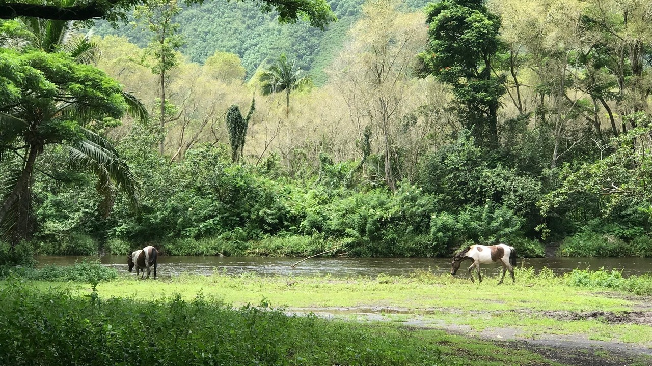 Photo of Others in Kahaluu Bay