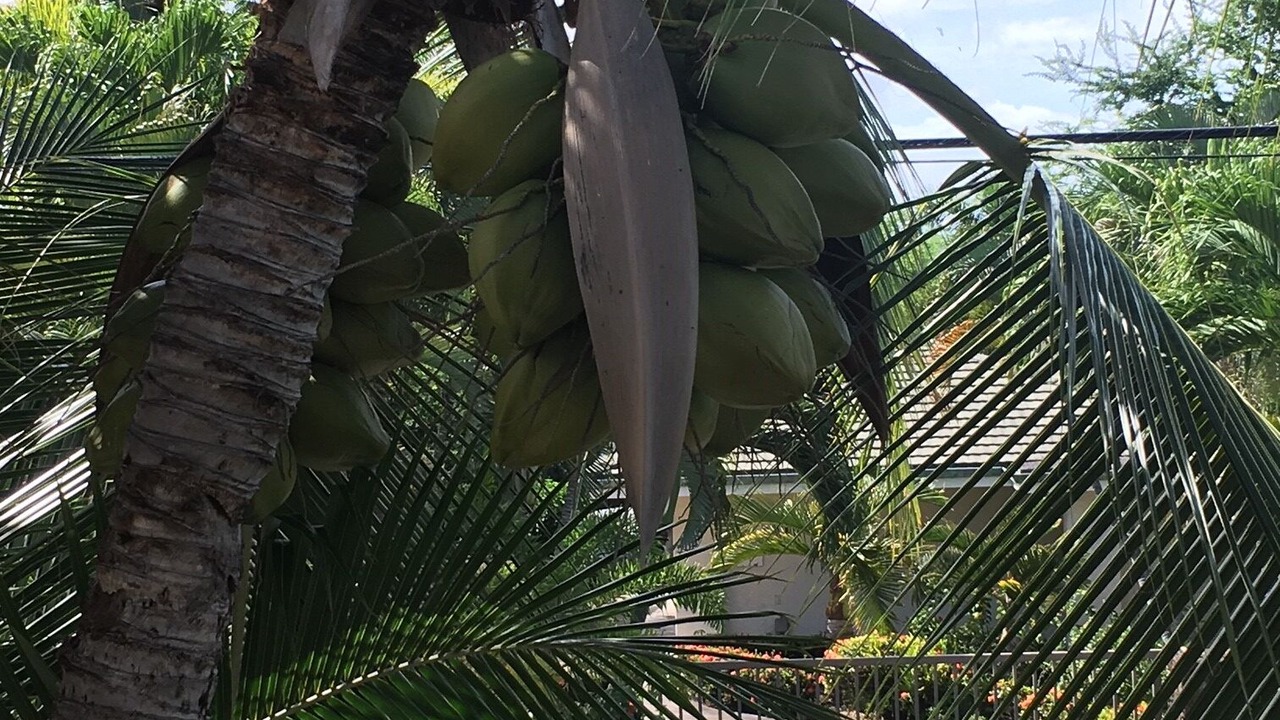 Photo of Outdoor in Kahaluu Bay