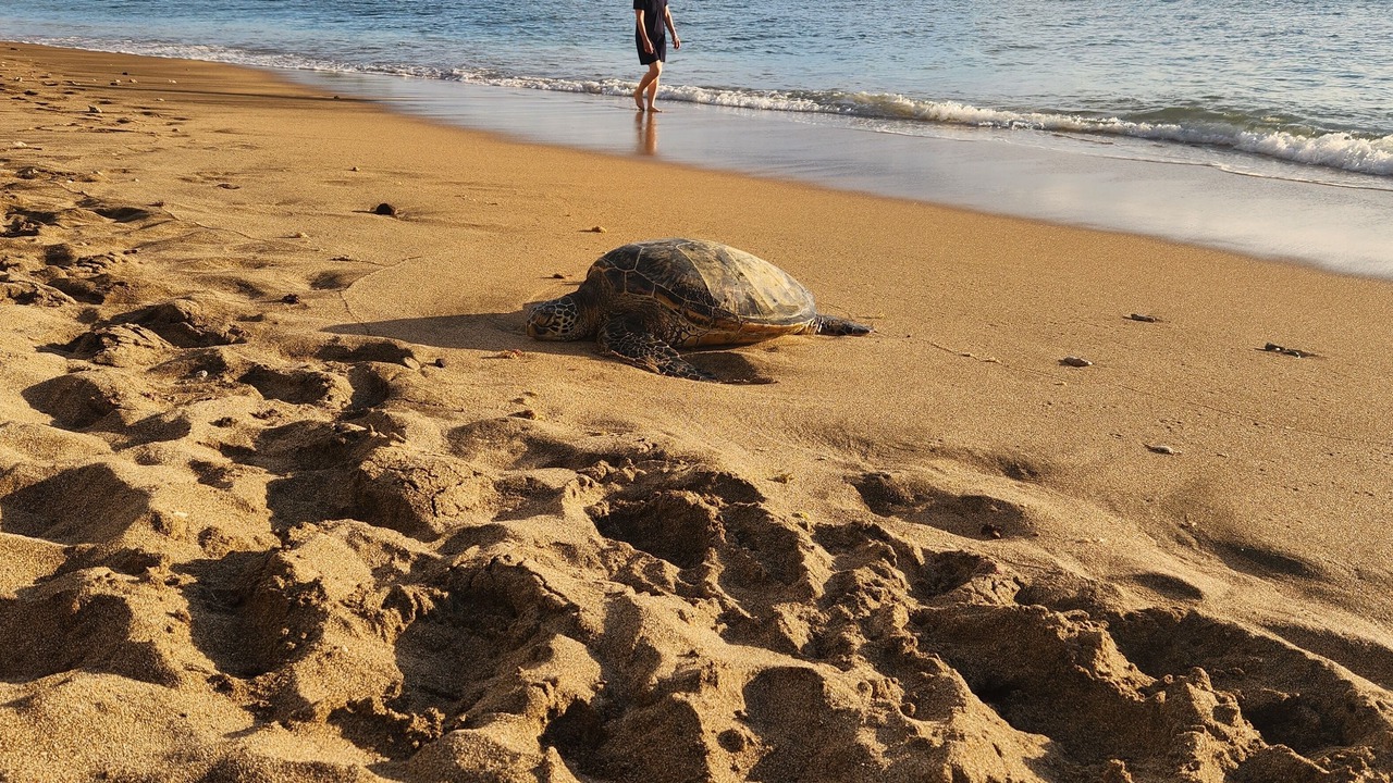 Photo of Others in Kahana