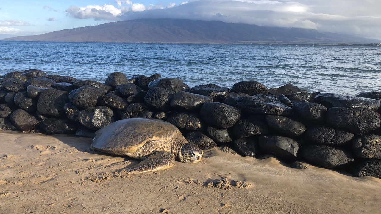 Photo of Others in Wailea
