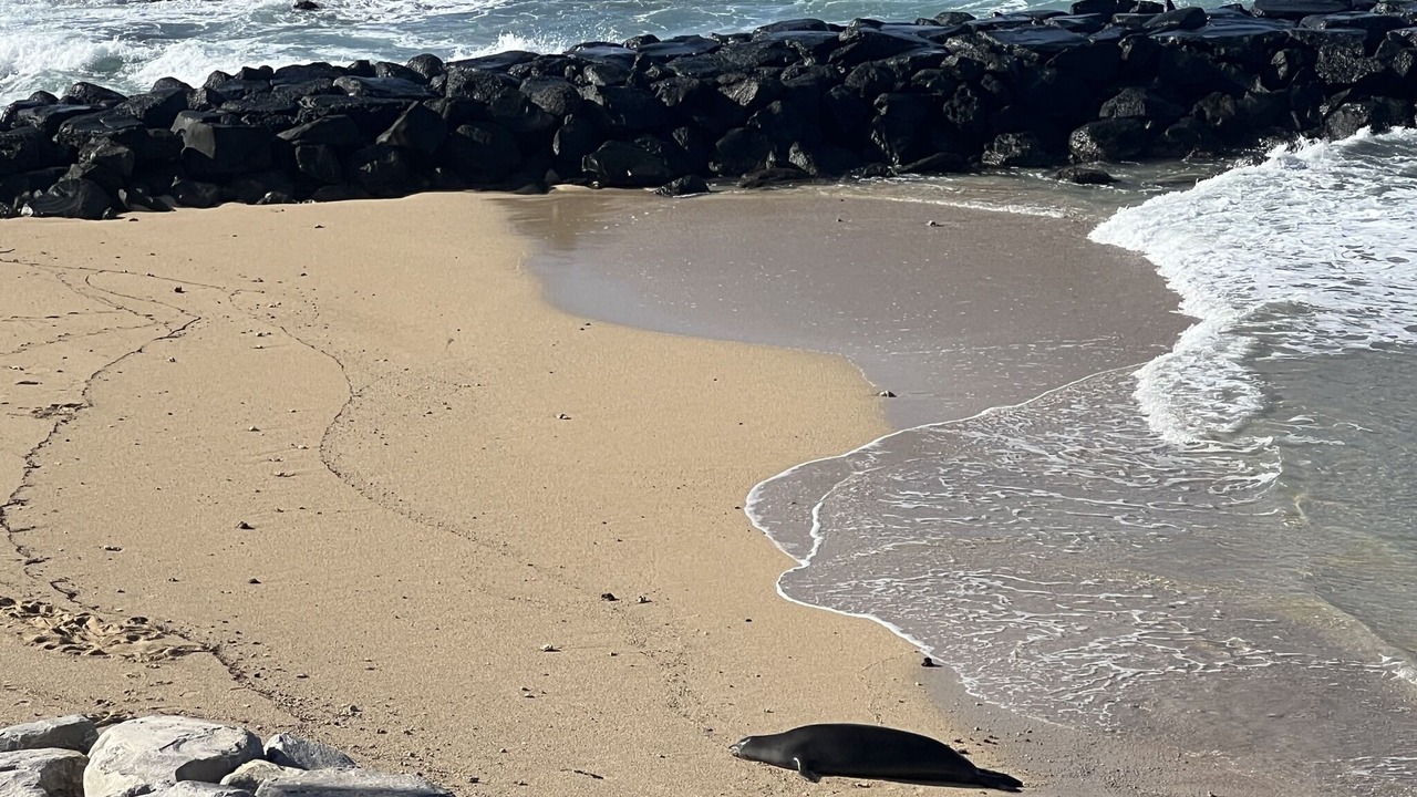 Photo of Others in Makaha