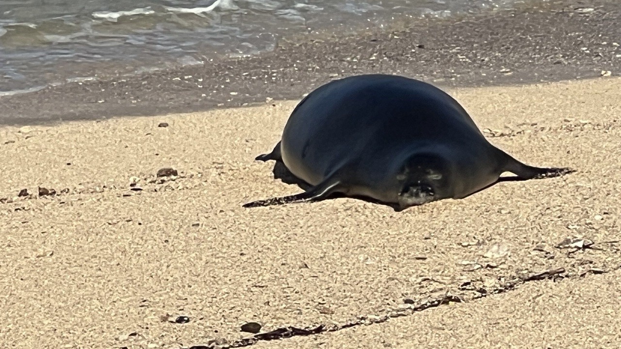 Photo of Others in Makaha