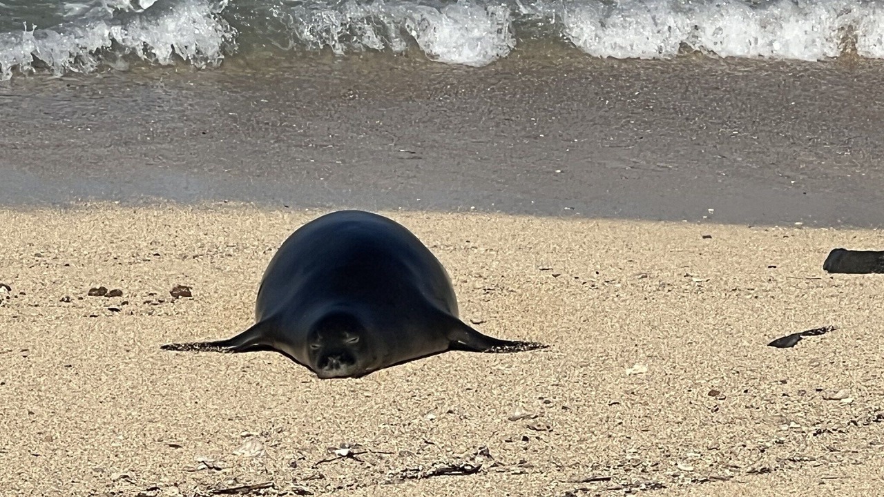 Photo of Others in Makaha
