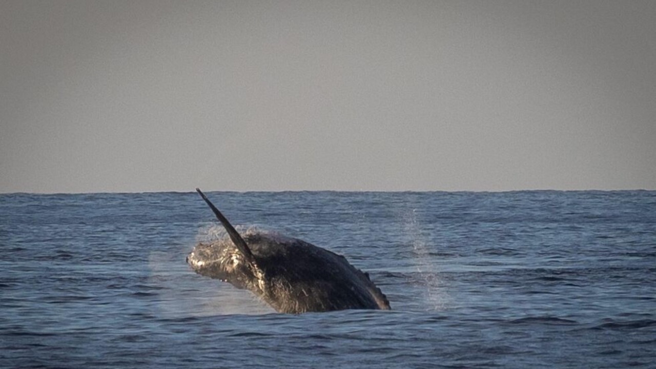 Photo of Others in Kailua-Kona