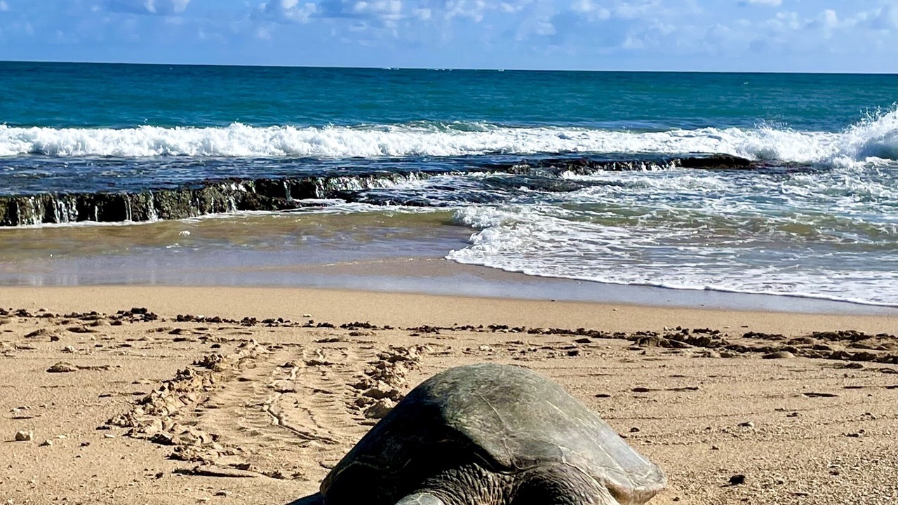 Photo of Others in Paia