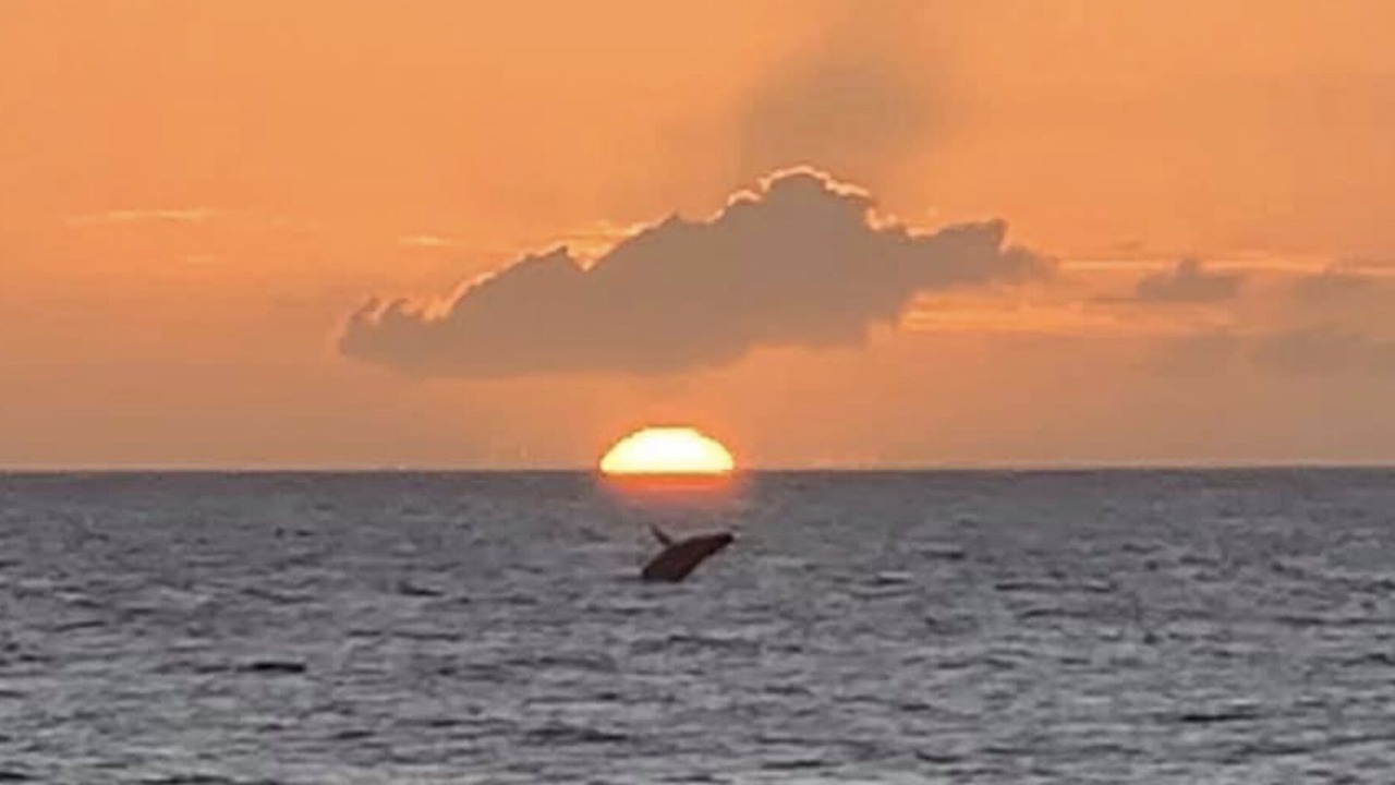 Photo of Others in Kihei