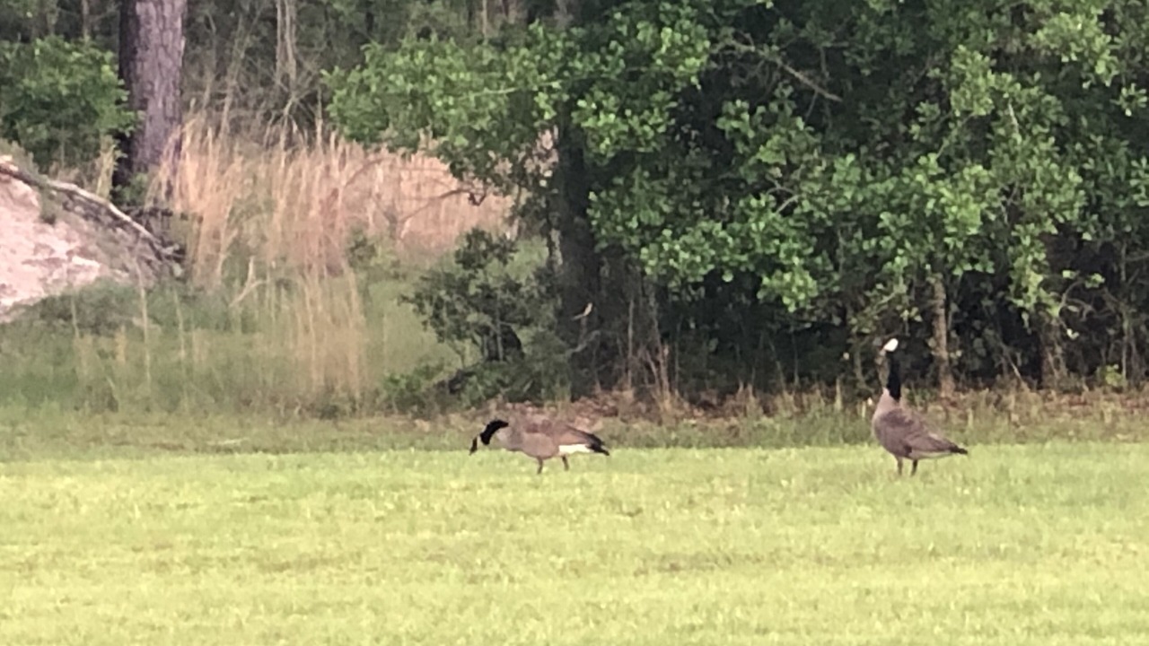 Photo of Others in Baxley