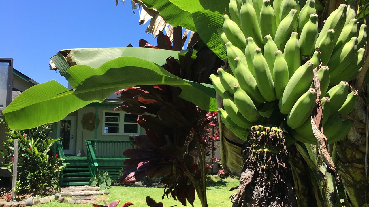 Photo of Others in Hana