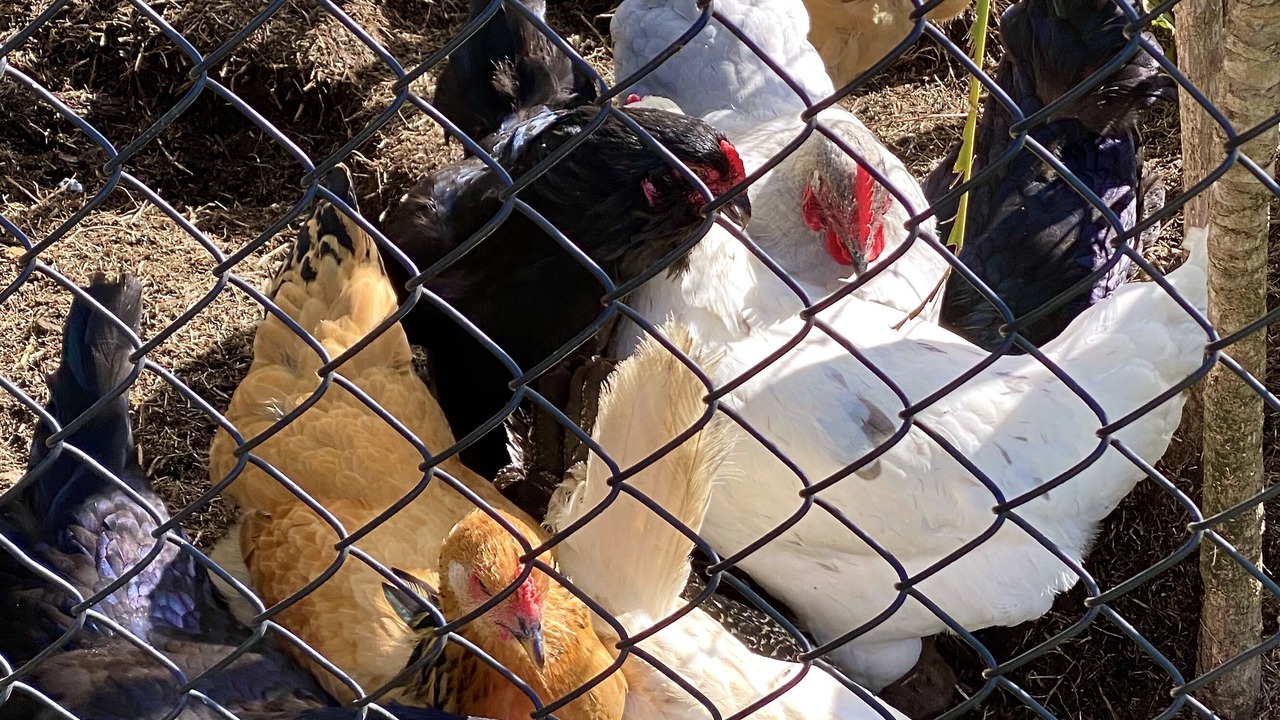 Photo of Others in Hilo