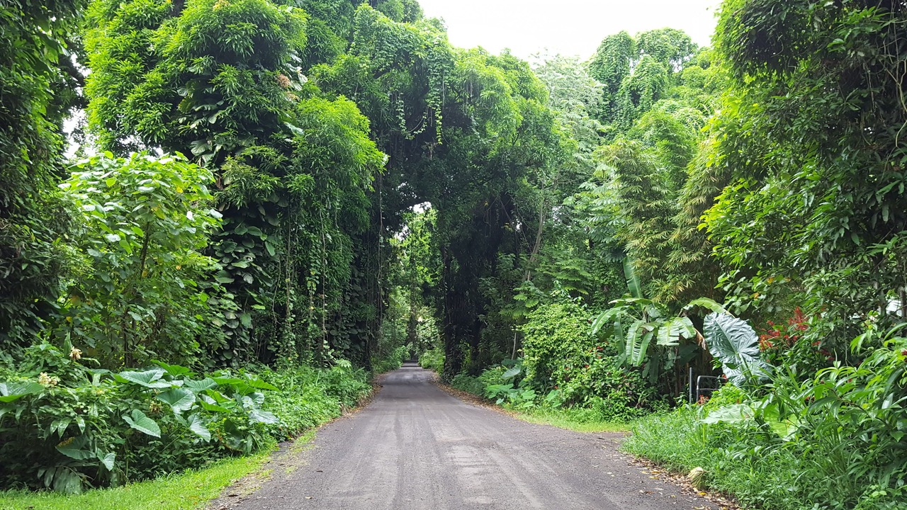 Photo of Outdoor in Kapoho