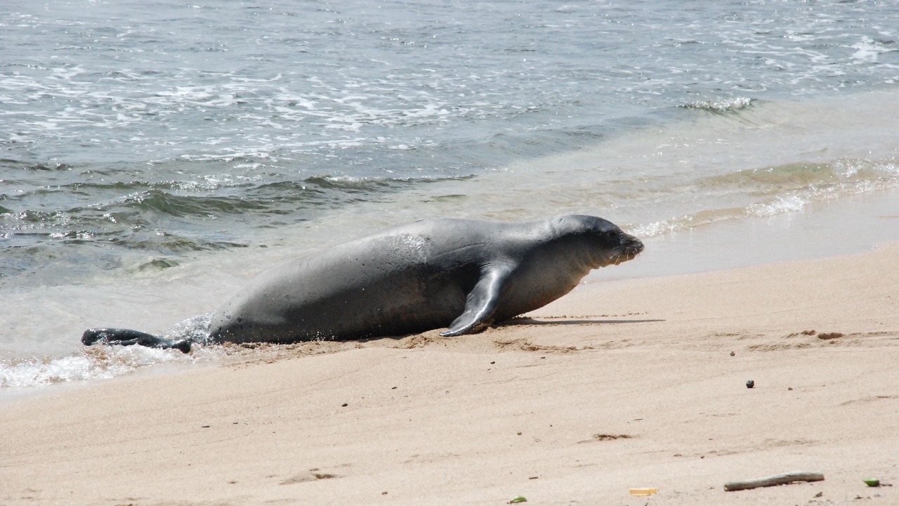 Photo of Others in Hauula