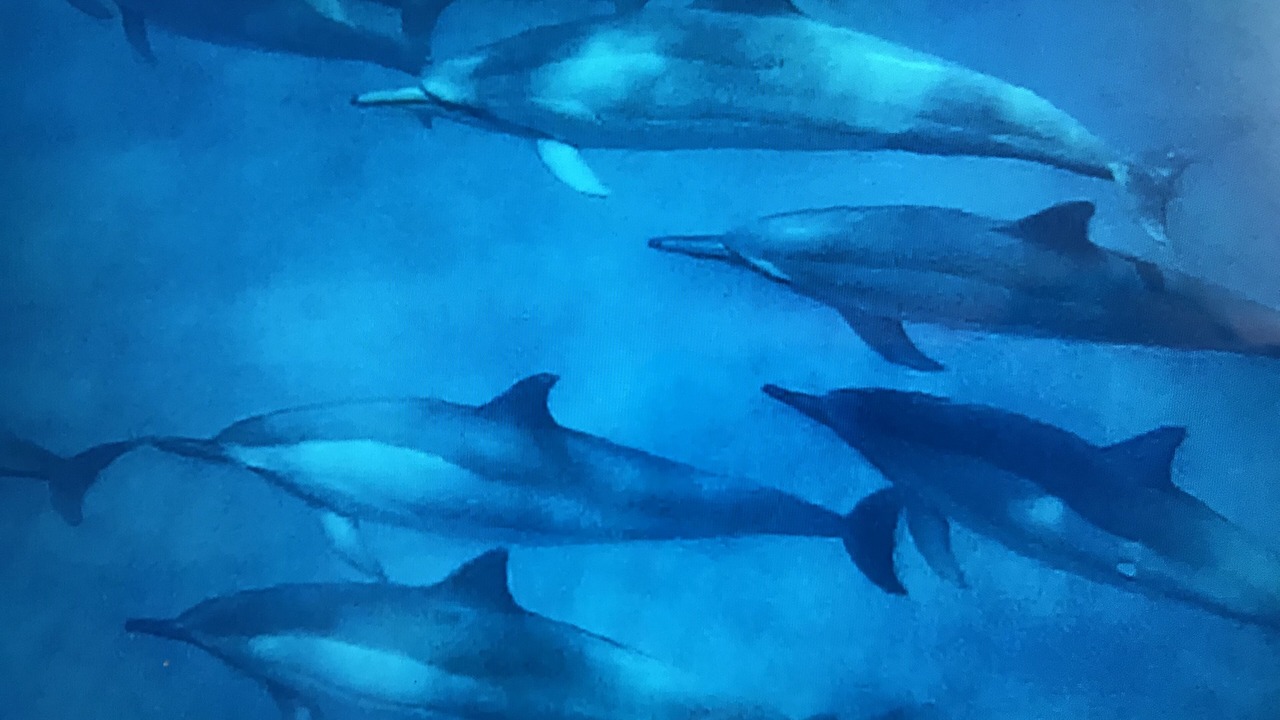 Photo of Others in Kona Paradise