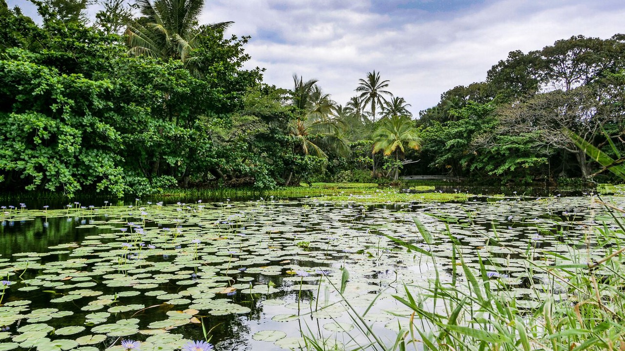 Photo of Outdoor in Punaluu